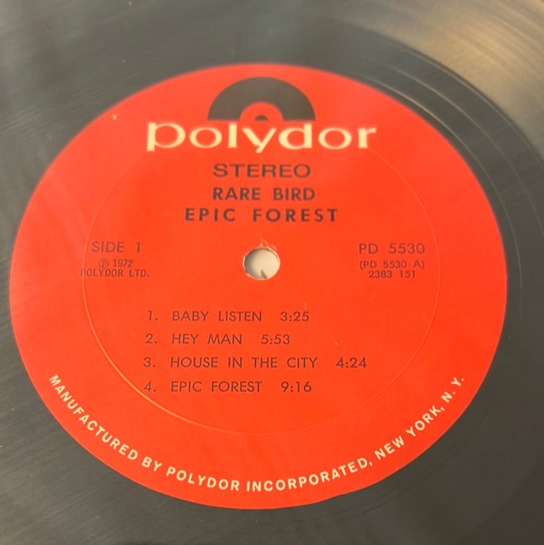 RARE BIRD - epic forest