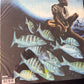 HERBIE HANCOCK - crossings